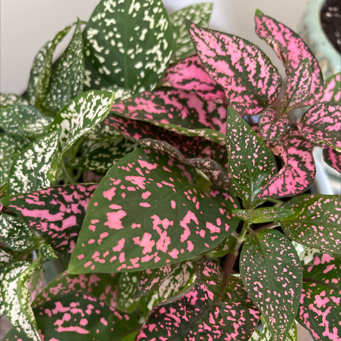 Polka Dot Plant plant photo by @lillimcook named Paul on Greg, the plant care app.