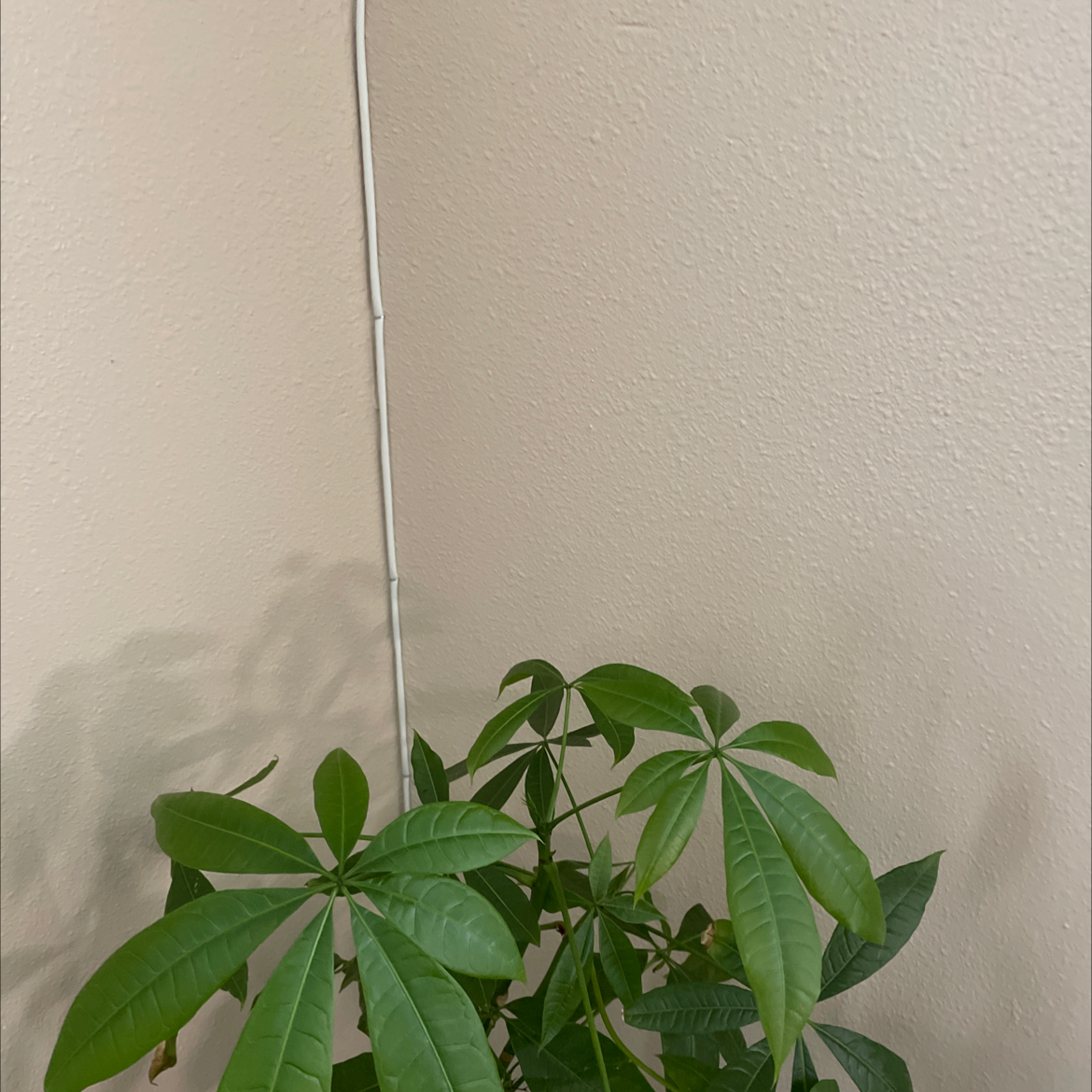 Money Tree plant photo by Susan named Your plant on Greg, the plant care app.