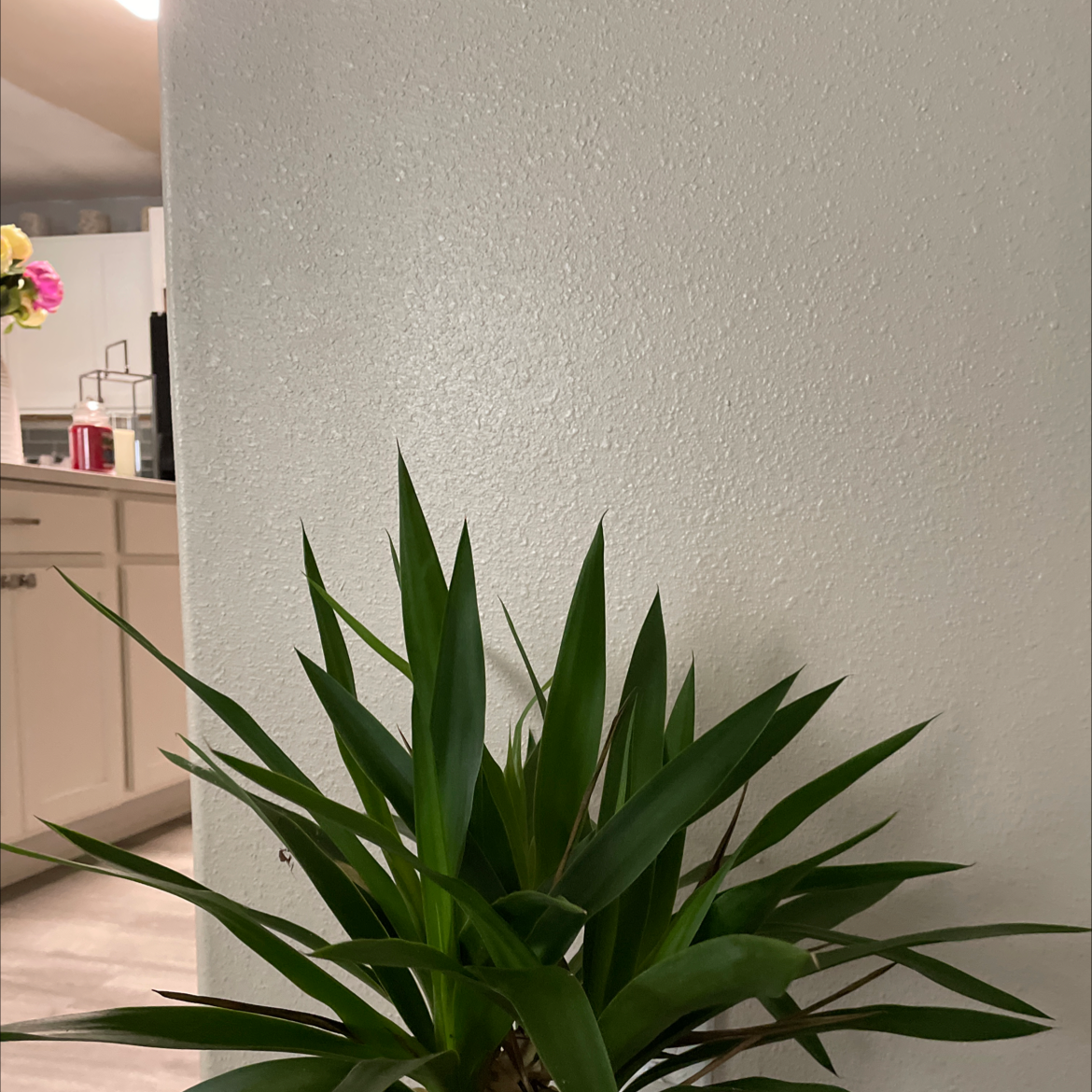 Blue-Stem Yucca plant photo by Susan named Your plant on Greg, the plant care app.