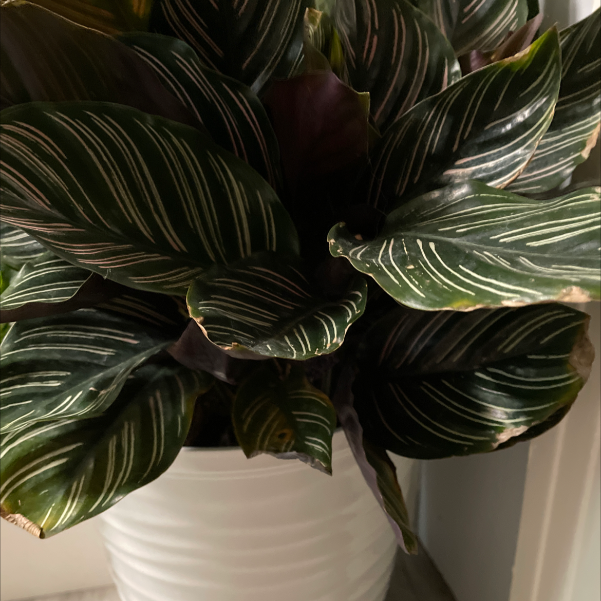 Pinstripe Calathea plant photo by Susan named Your plant on Greg, the plant care app.