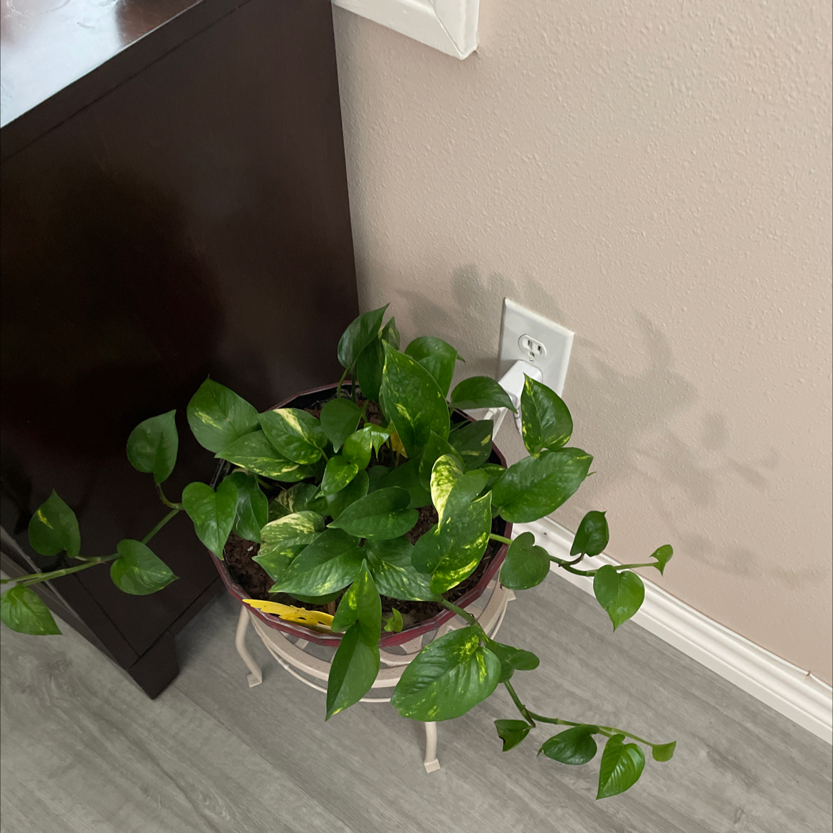 Taro Vine plant photo by Susan named Your plant on Greg, the plant care app.
