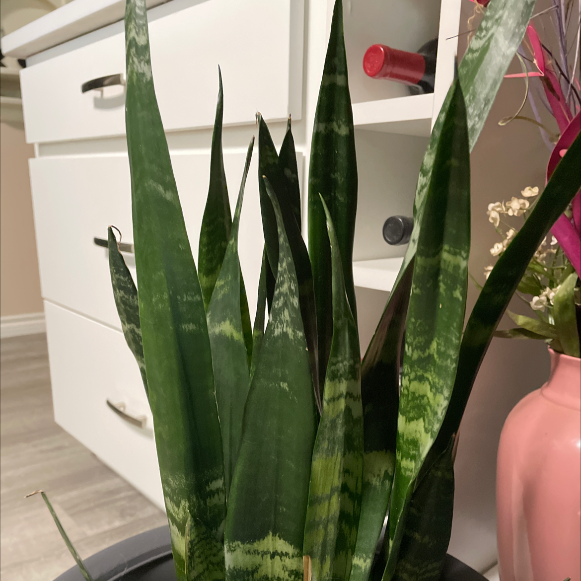 Snake Plant plant photo by Susan named Your plant on Greg, the plant care app.