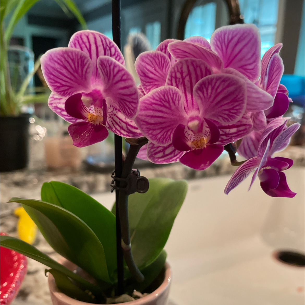Aphrodite's Phalaenopsis orchid with vibrant pink and white flowers in a pot.