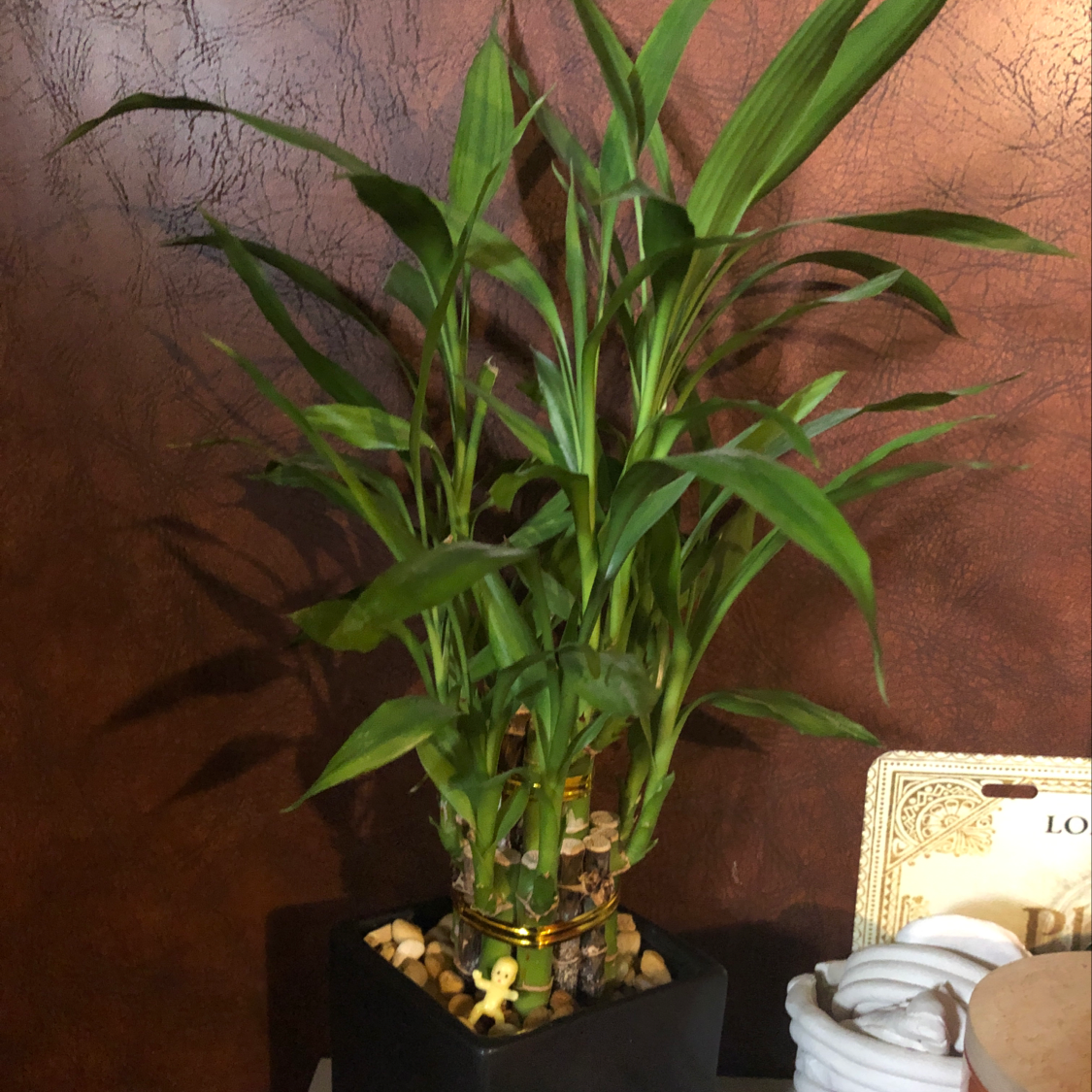 Healthy lucky bamboo plant with spiral stalks in a glass vase with decorative stones, showing vibrant green leaves and no signs of disease.