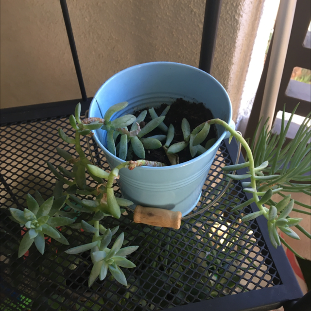 Photo of the plant species Jenny's Stonecrop by @Shubagi named 뾰족쓰🥦 on Greg, the plant care app