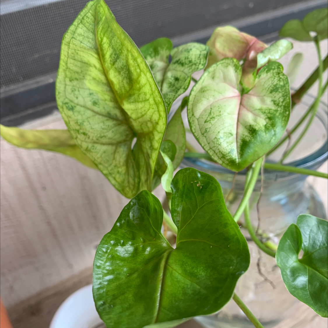 Close-up of a healthy, vibrant Arrowhead Plant with variegated green leaves of various sizes filling the frame.