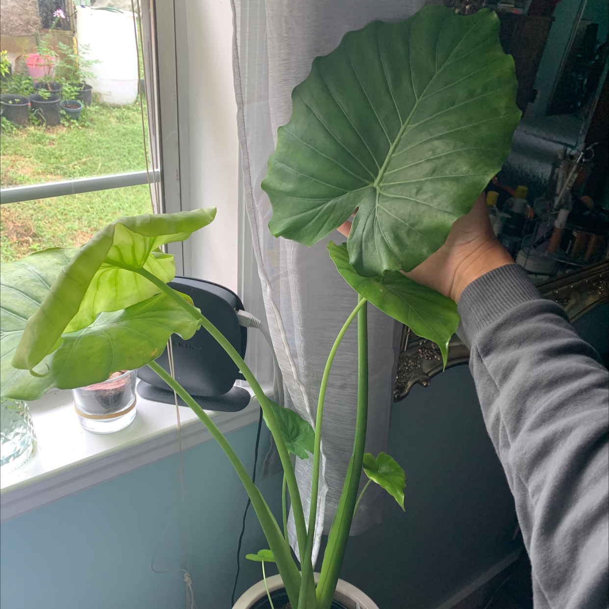 Taro plant with large green leaves near a window, hand holding one leaf.