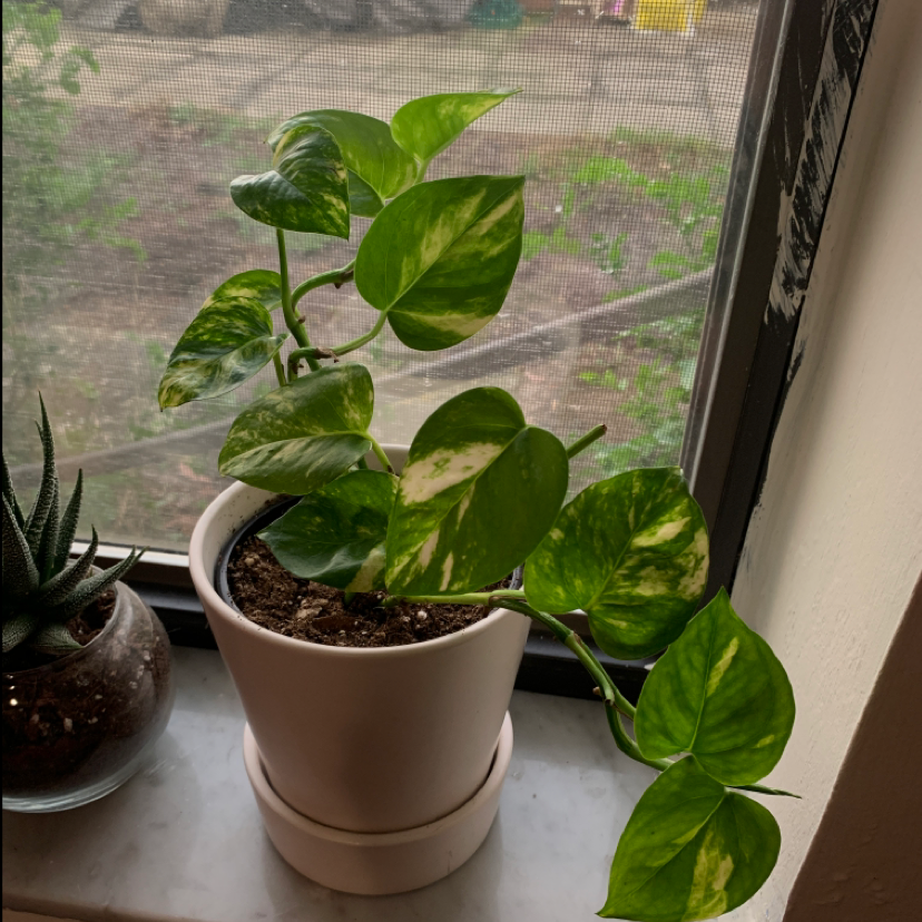 Plant care for Prismacolor Golden Girl Philodendron on Greg, the plant care app