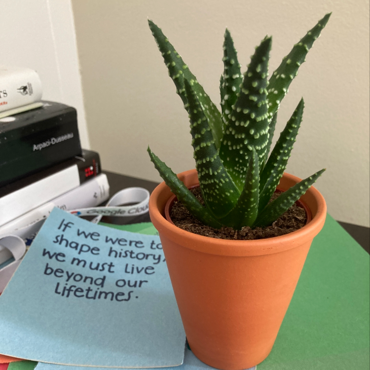 Healthy zebra plant in terracotta pot with handwritten notecard, striped leaves in good condition with no discoloration.