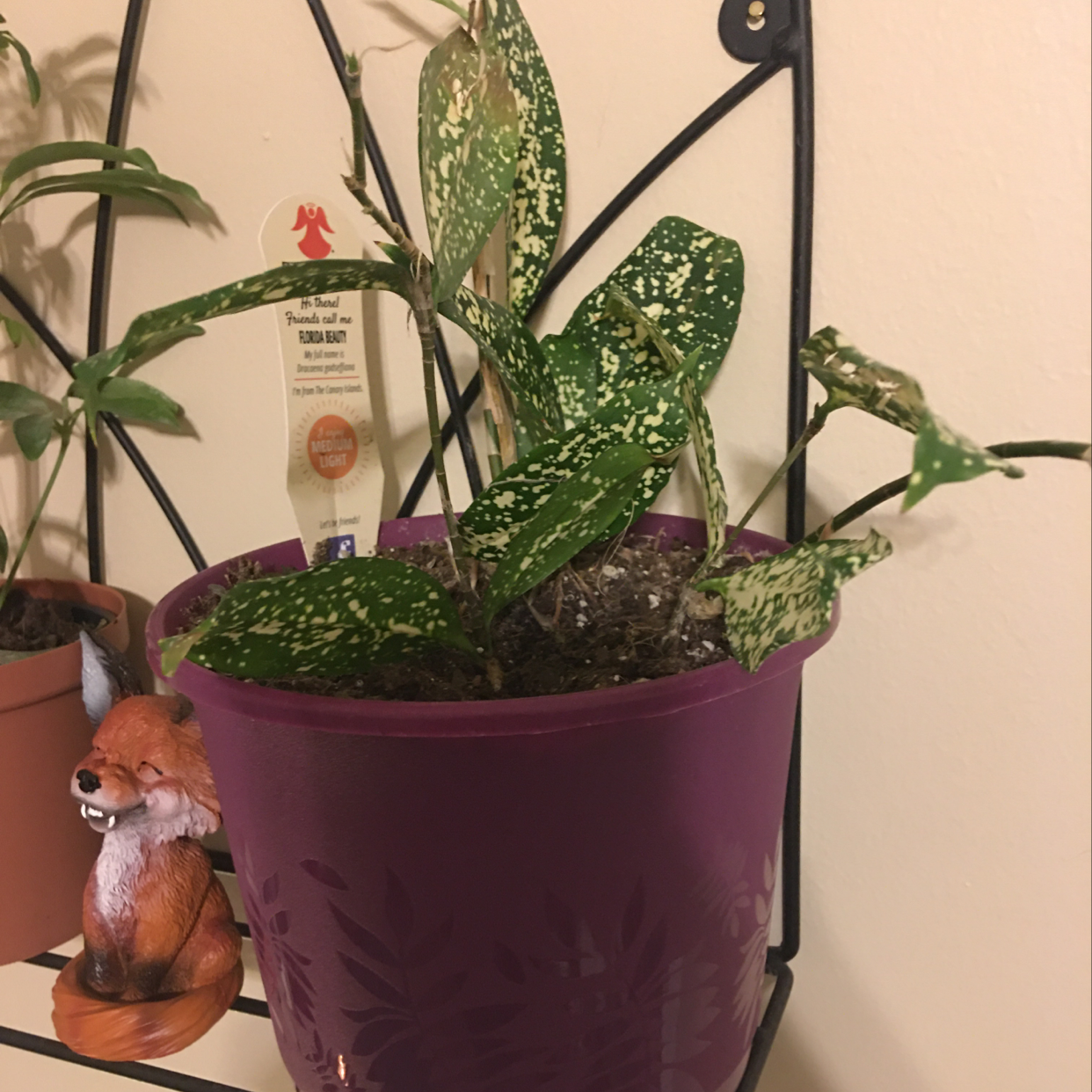 Healthy Gold Dust Dracaena plant with vibrant green and yellow speckled leaves in a purple pot, with a small figurine next to it.