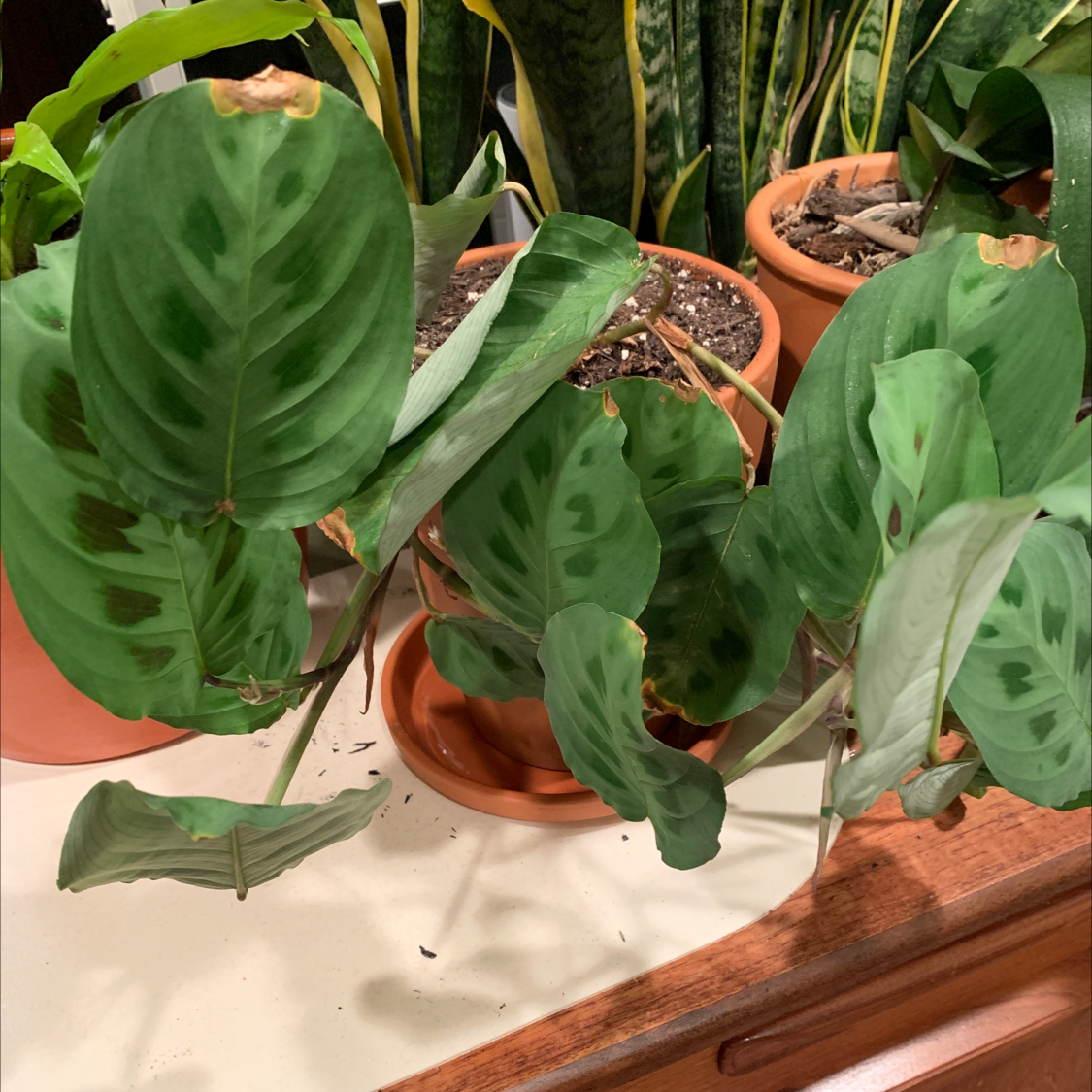 Healthy Green Prayer Plant with large rippled leaves in a terracotta pot, well-framed close-up image.