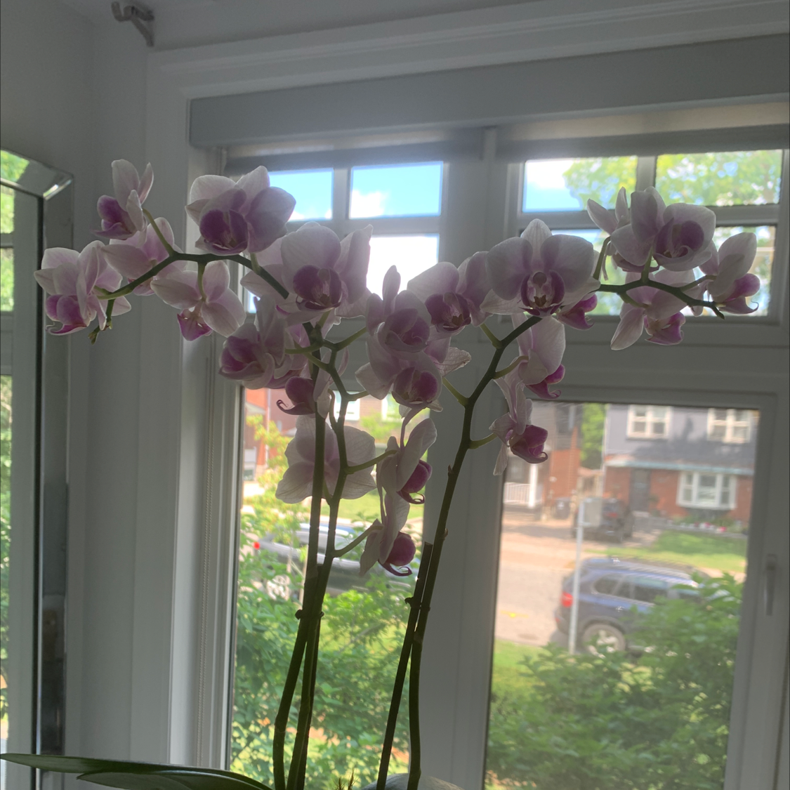A healthy Phalaenopsis orchid with white and purple flowers near a window.