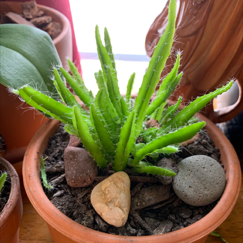 Eve's Needle Cactus in a terracotta pot with visible soil and decorative stones.