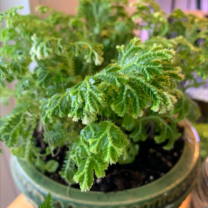 Close-up of a healthy, lush Selaginella club moss plant with vibrant green fern-like foliage in a small terracotta pot.