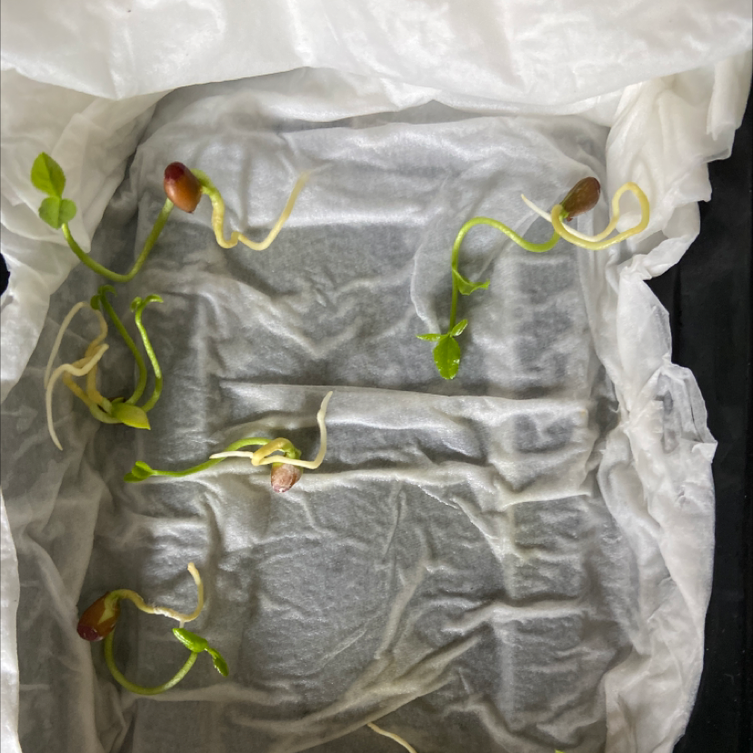 Photo of the plant species Lemon by @Lanii.gq named Lemon seeds on Greg, the plant care app