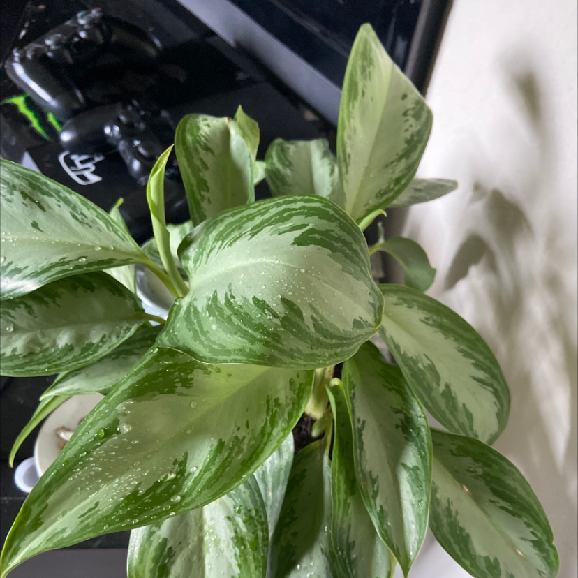 Chinese Evergreen plant photo by @Lanii.gq named Tamera on Greg, the plant care app.
