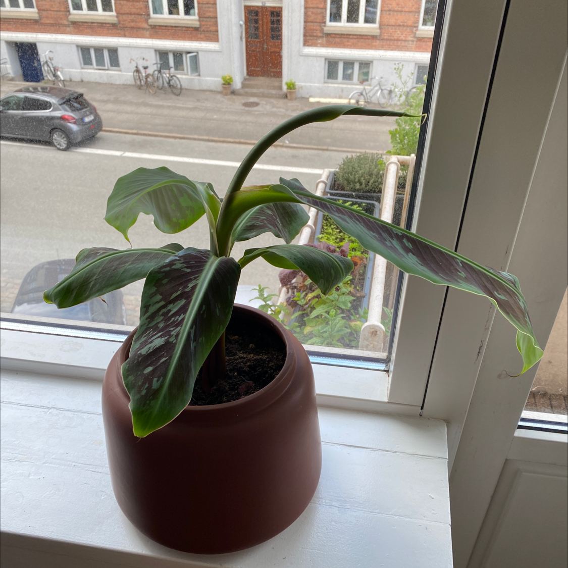 Photo of the plant species Dwarf Banana by @BrianAgainAgain named Musa on Greg, the plant care app