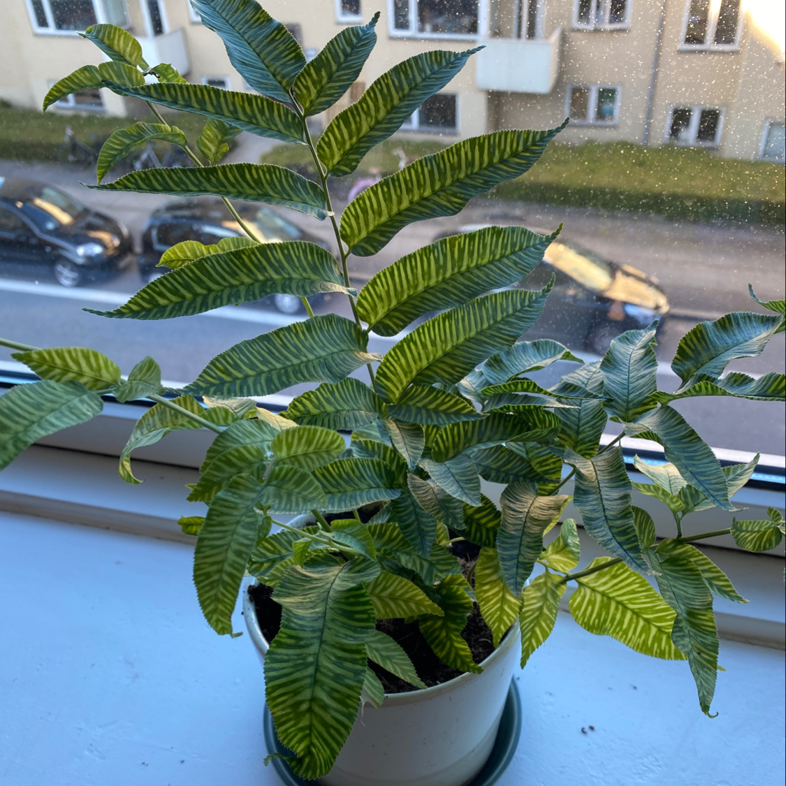 Photo of the plant species Golden Zebra Fern by @BrianAgainAgain named Demi on Greg, the plant care app
