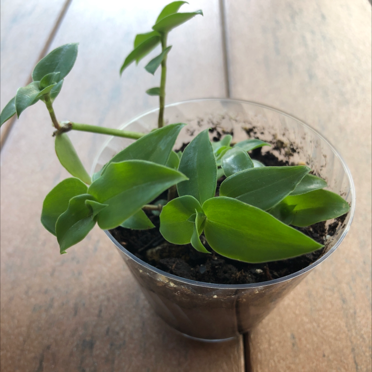 Small-Leaf Spiderwort plant photo by Kaylene named Bella on Greg, the plant care app.