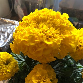 African Marigold plant in Oakland, California