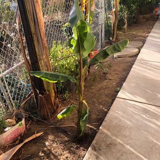 Banana plant in Oakland, California
