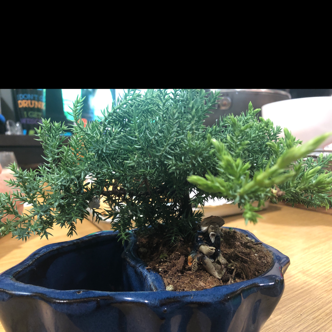 American Juniper plant in a blue pot with dense green foliage.