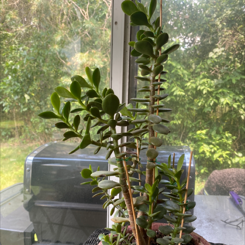Lucky Plant plant photo by Ava named jade on Greg, the plant care app.