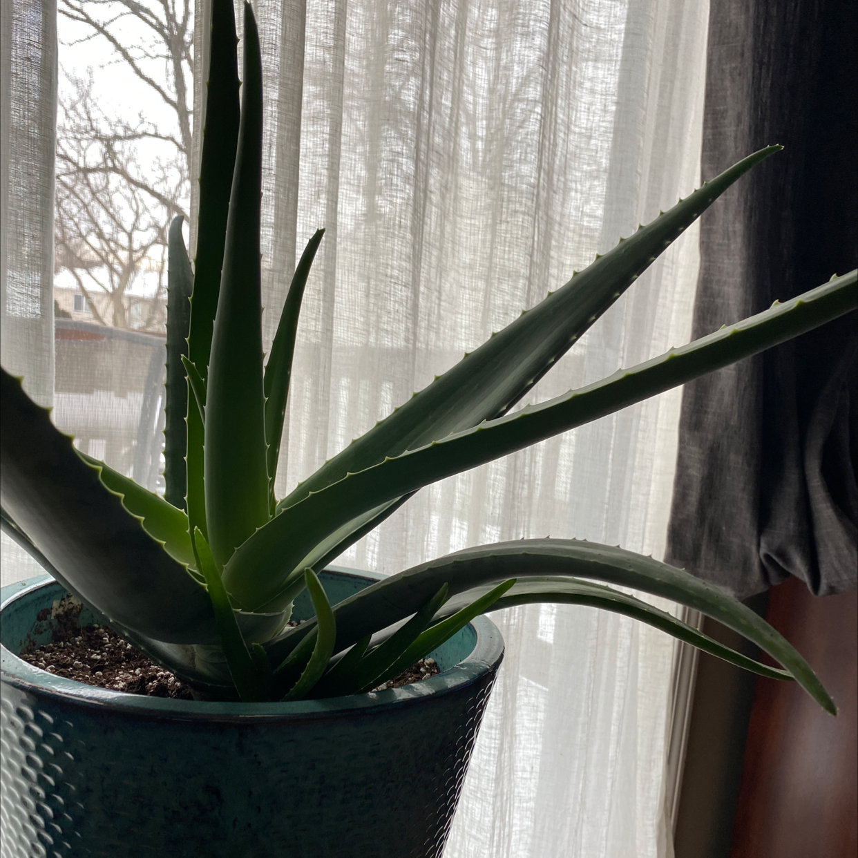 Photo of the plant species Aloe vera by @Sten1225 named Alfredo on Greg, the plant care app