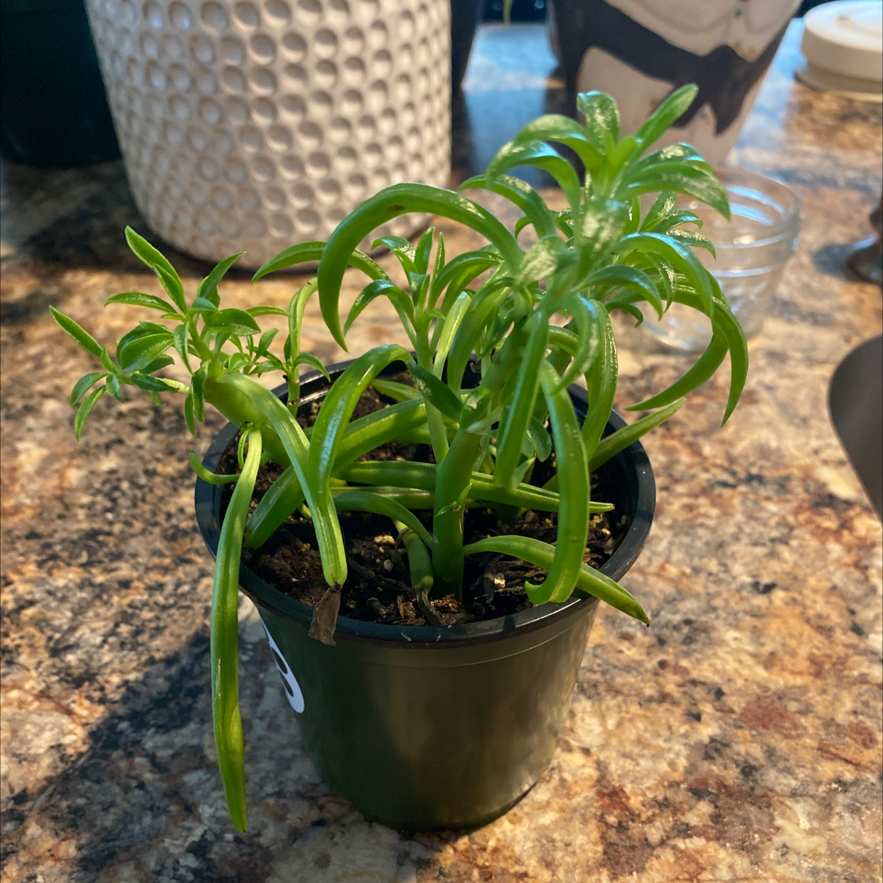 Pincushion Peperomia plant in a black pot on a countertop.