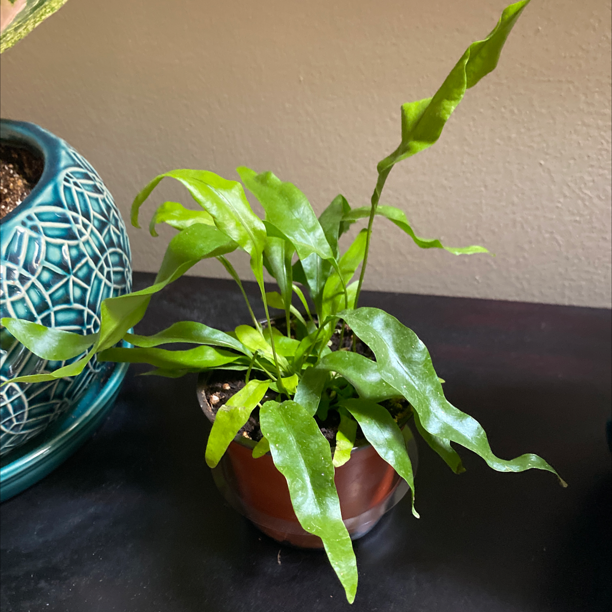 Blue Star Fern in a small pot with vibrant green leaves and visible soil.