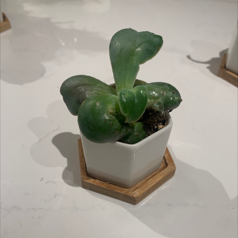 Echeveria 'Neon Breakers' succulent in a white pot with a wooden base.