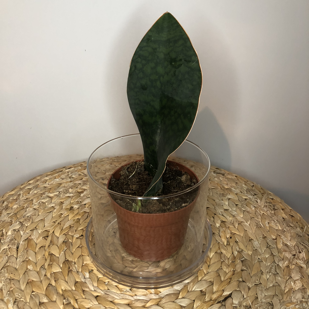Whale Fin Snake Plant in a small pot inside a clear glass container, placed on a woven mat.
