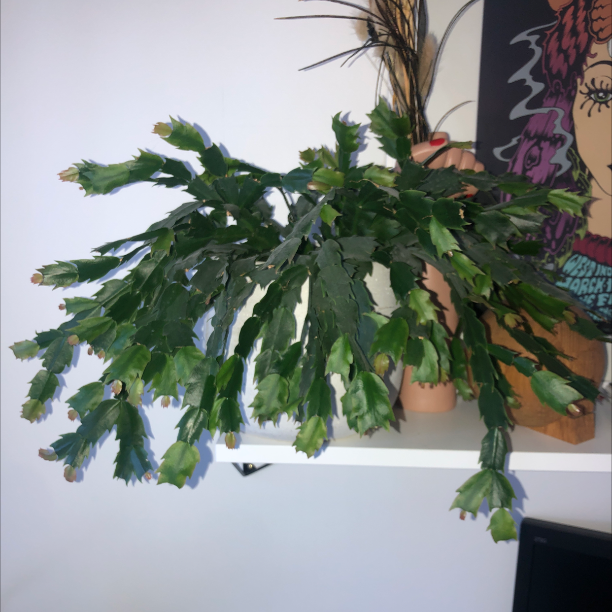 False Christmas Cactus plant photo by @Makemydag named Gregarious on Greg, the plant care app.