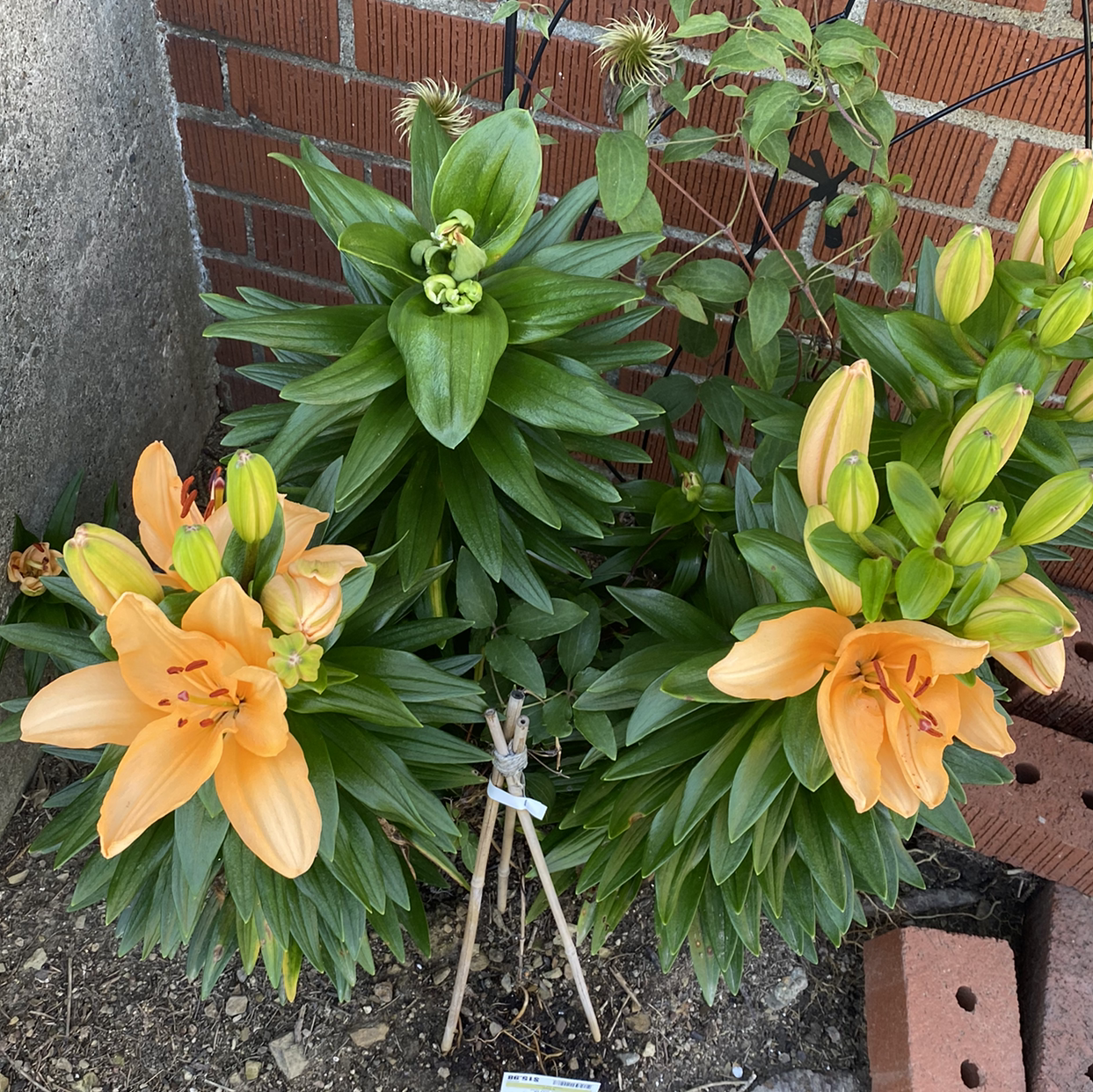 Photo of the plant species Imperial Fritillary by Coty named Miley on Greg, the plant care app