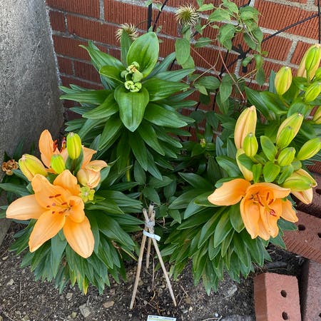 Photo of the plant species Crown imperial fritillary by Coty named Miley on Greg, the plant care app