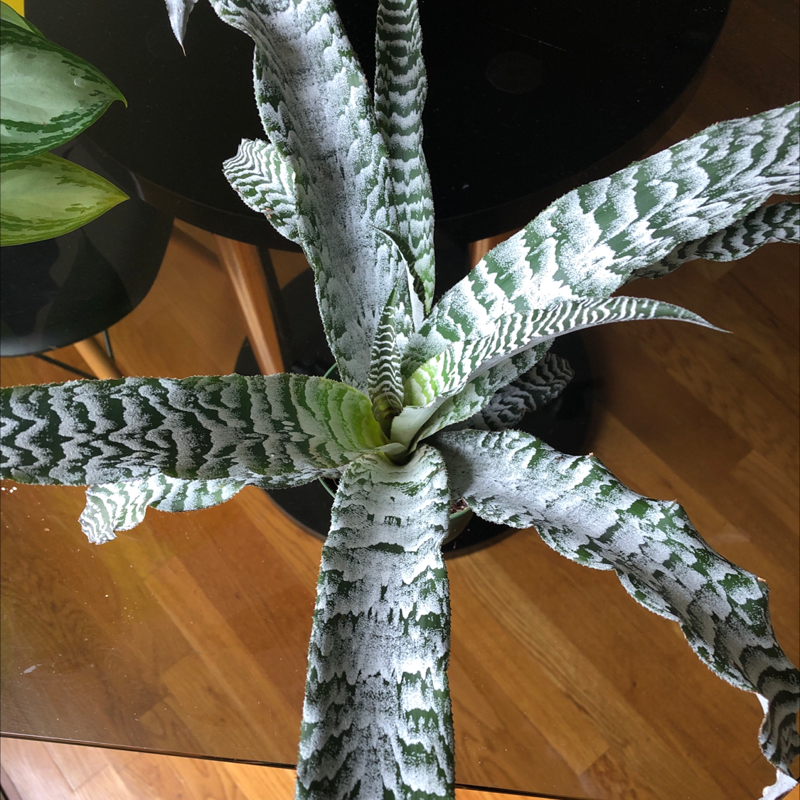 Urn Plant with distinctive patterned leaves, appearing healthy and well-formed.