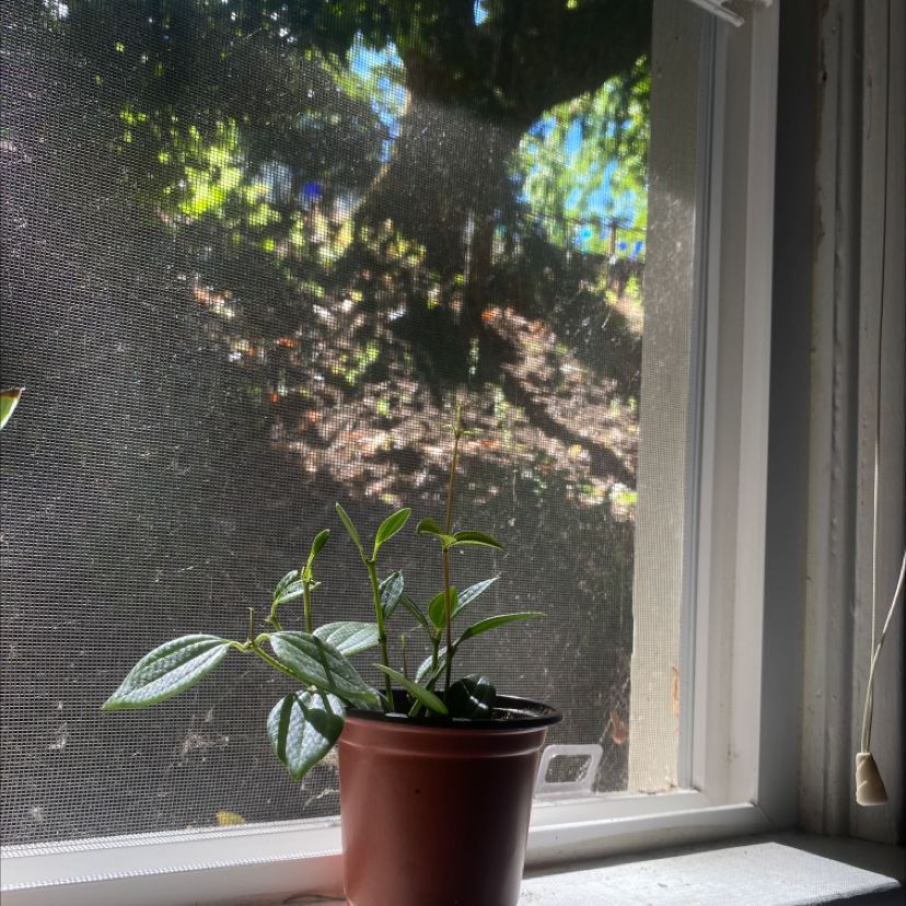 Potted Beetle Peperomia plant on a windowsill with a mesh screen and outdoor scene in the background.