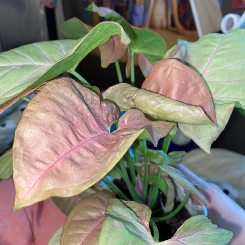 Photo of the plant species Amphioxus by Sienna named peach on Greg, the plant care app