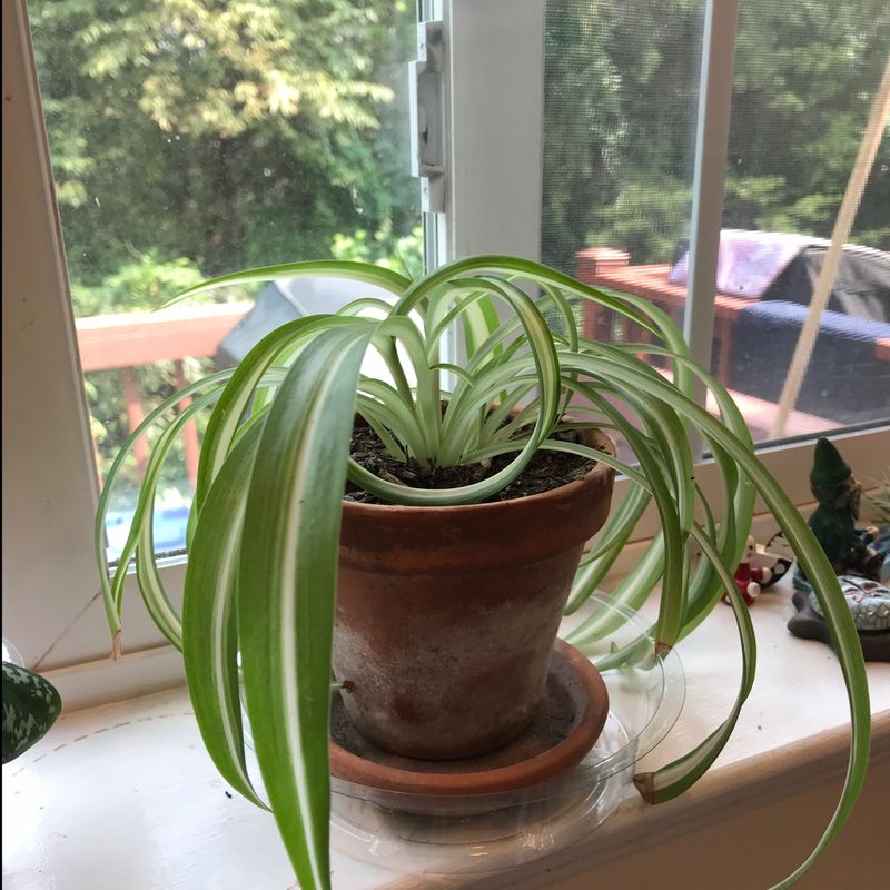 Healthy Spider Plant in a terracotta pot on a windowsill with greenery outside.