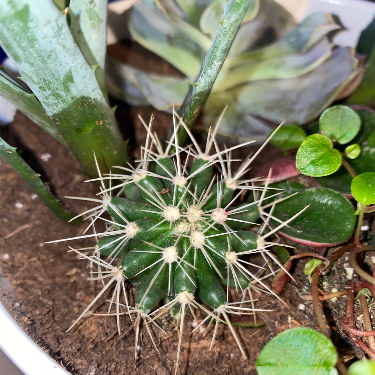 Texas Barrel Cactus in a pot with other succulents, appearing healthy.