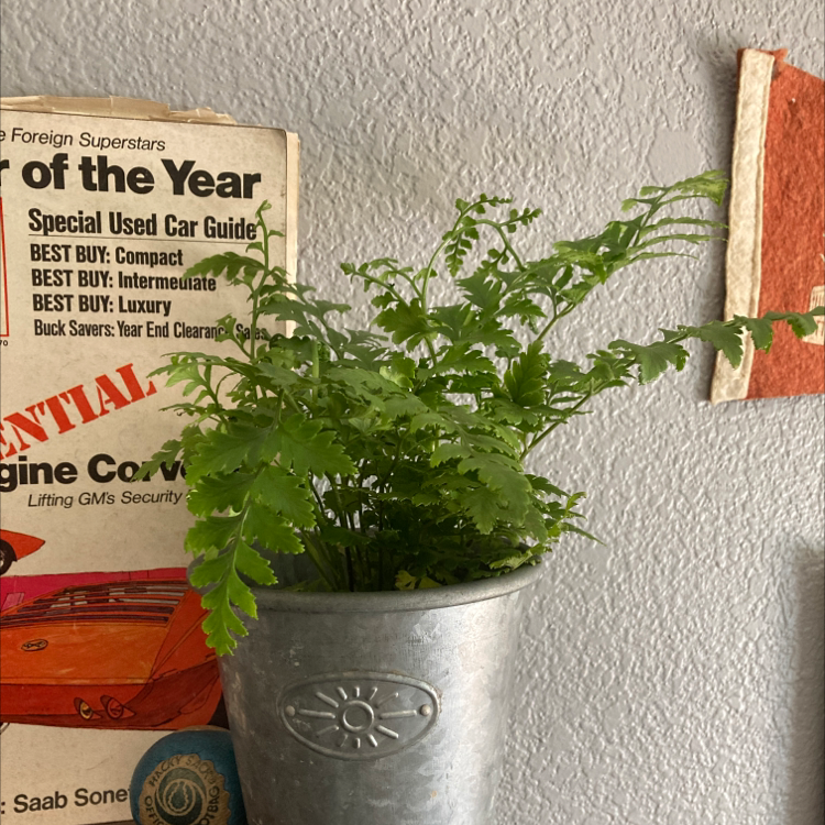 Potted Black Spleenwort fern with green fronds, well-framed and in focus.