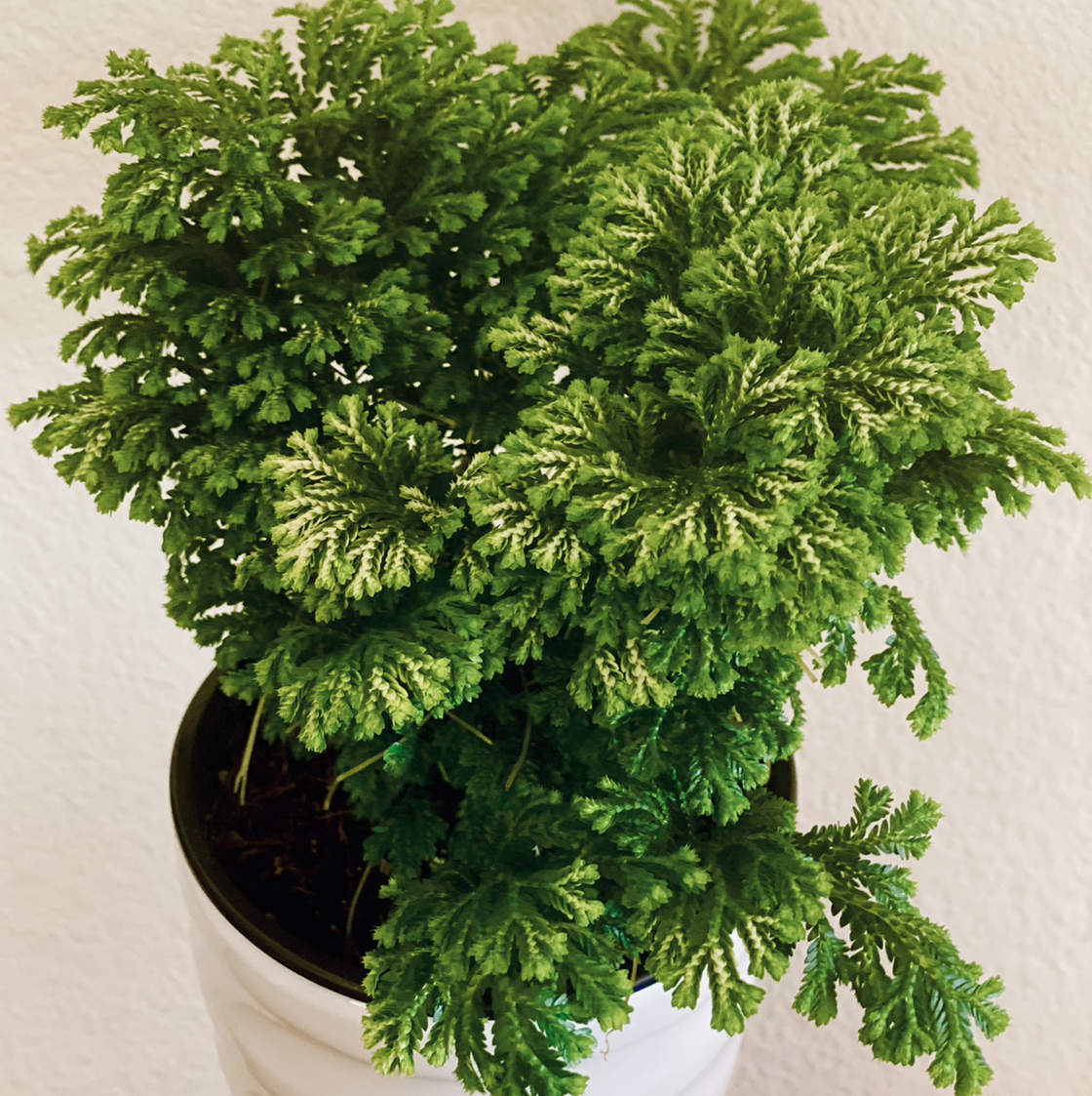 Photo of the plant species Club Moss by Skyler named Kraus on Greg, the plant care app