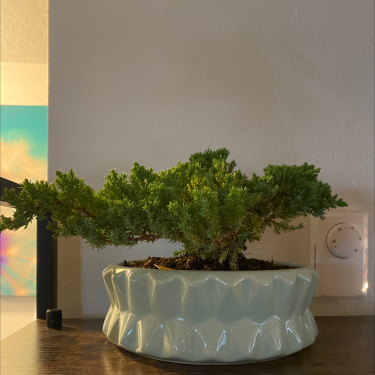 Japanese Garden Juniper in a decorative pot with healthy green foliage.