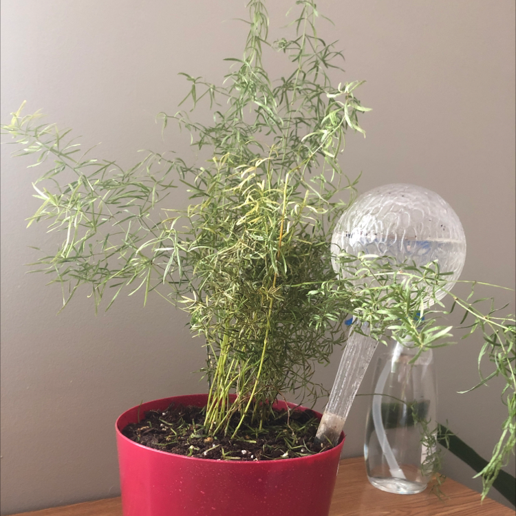 Healthy Asparagus Fern plant with lush green foliage in a red pot, alongside a glass watering globe.