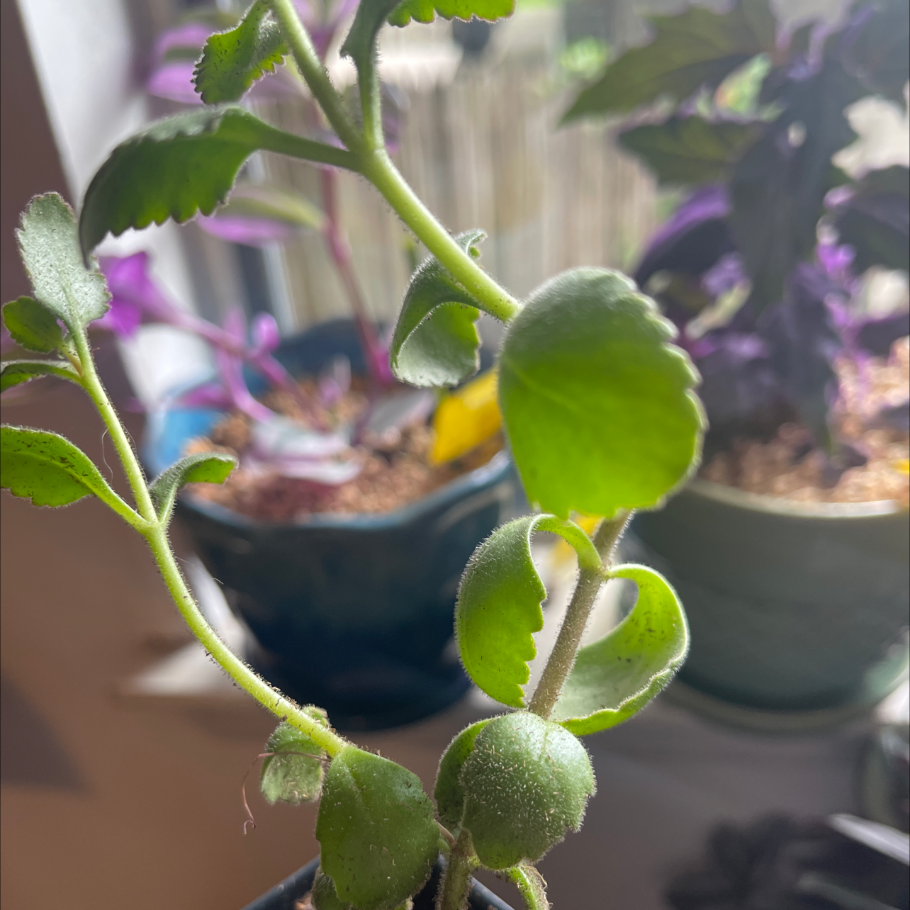 Plant care for European Pear 'Garden Pearl' on Greg, the plant care app