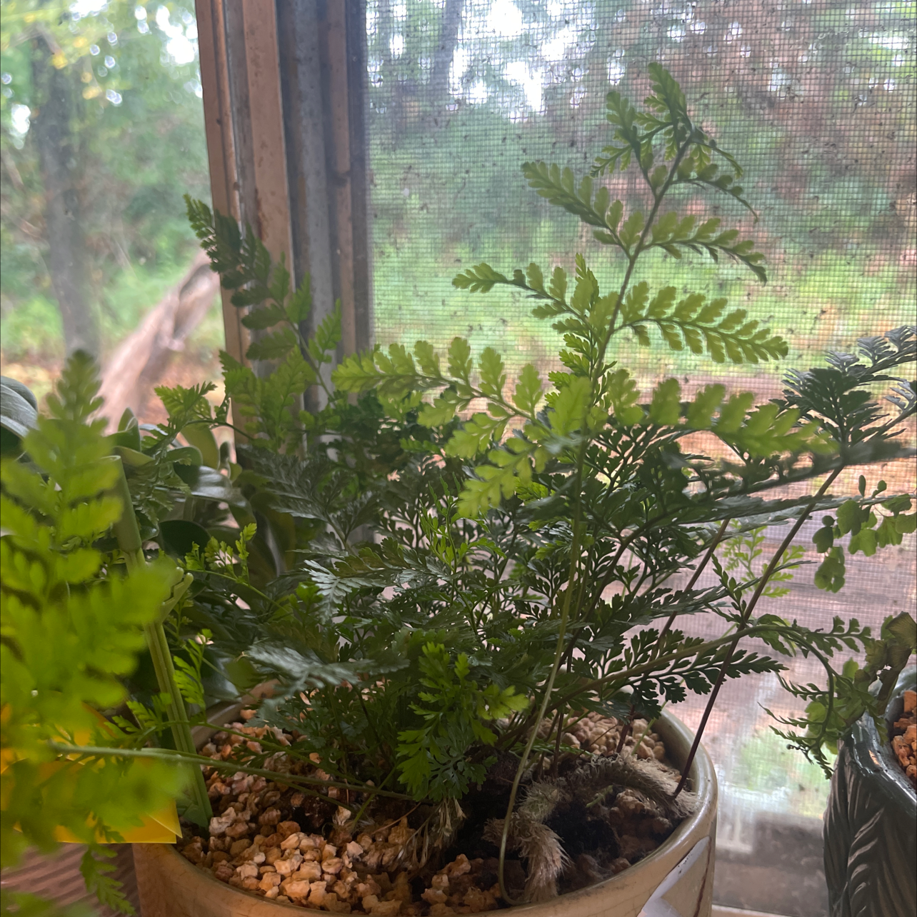 Black Spleenwort plant in a pot with visible soil, placed near a window.