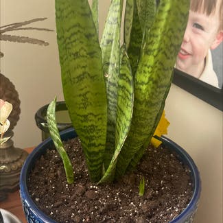 Snake Plant plant in East Northport, New York