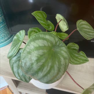 Watermelon Peperomia plant in East Northport, New York