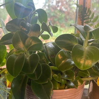 Vining Peperomia plant in East Northport, New York