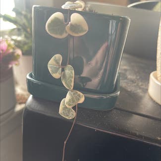 String of Hearts plant in East Northport, New York